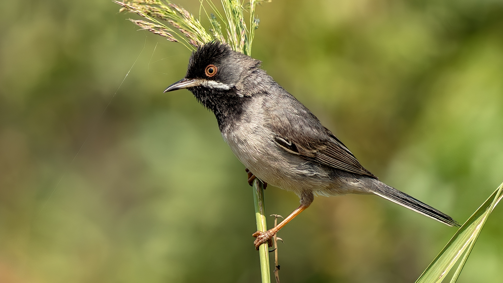 Rüppell's Warbler